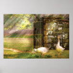 Geese -  Birds of a Feather Print
