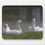 Geese in the Duckpond Mouse Pad