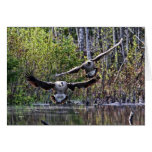 Geese Landing