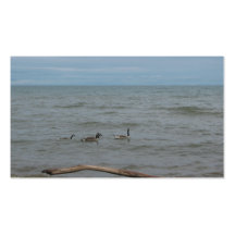 geese on lake huron business card templates