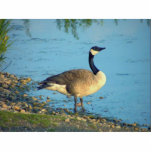 Geese on Lake photo sculptures
