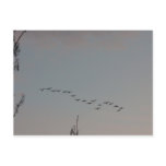 Geese on the Fly Postcard