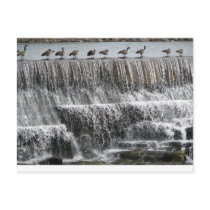 Geese Post Card