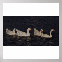 Geese Posters