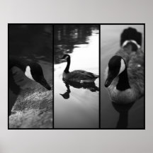 Geese Poster