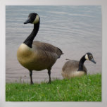 Geese Poster
