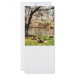 Geese Under Flowering Tree Closeup rack cards