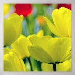 Gelbe Tulpen Posterdrucke