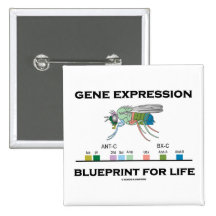 Gene Expression Blueprint For Life Homeobox Genes Buttons