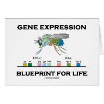 Gene Expression Blueprint For Life Homeobox Genes Card