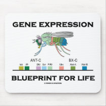 Gene Expression Blueprint For Life Homeobox Genes
