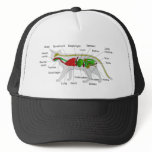 General Anatomy of a Cat Felis Silvestris Catus hats