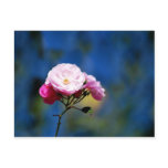 Gentle pink rose and meaning postcards