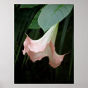 Gentle posters