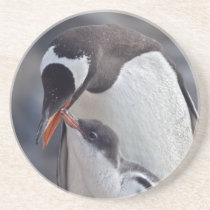 Gentoo and Chick Coaster
