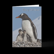 Gentoo Family Christmas Card