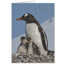 Gentoo Family Christmas Card