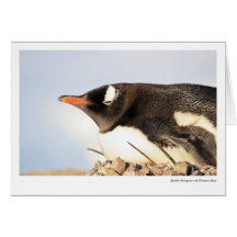 Gentoo Penguin at Dorian Bay Cards