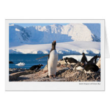 Gentoo Penguin at Dorian Bay Greeting Cards