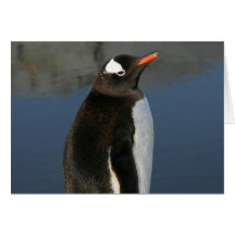 Gentoo Penguin Cards