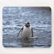 Gentoo Penguin Emerging From Sea Mouse Pad