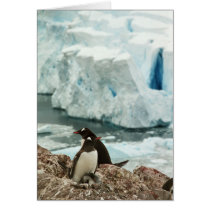 Gentoo Penguin Family Card