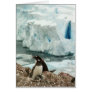 Gentoo Penguin Family Card
