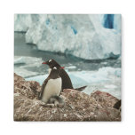 Gentoo Penguin Family Magnet