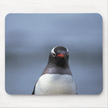 Gentoo Penguin (Head Shot) Mousepad