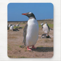 Gentoo penguin mouse pads