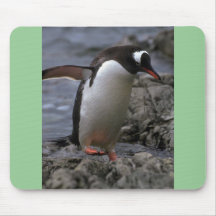 Gentoo Penguin Mousepads
