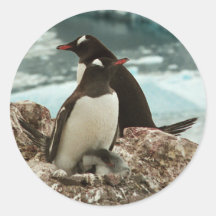 Gentoo Penguin Nest Sticker
