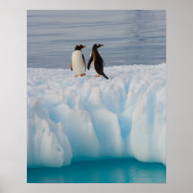 gentoo penguin, Pygoscelis Papua, on glacial ice Posters
