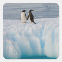 gentoo penguin, Pygoscelis Papua, on glacial ice Sticker