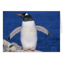 Gentoo Penguin Pygoscelis papua) Port Cards