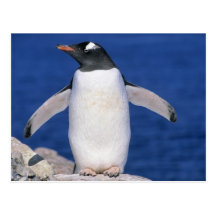 Gentoo Penguin Pygoscelis papua) Port Post Card