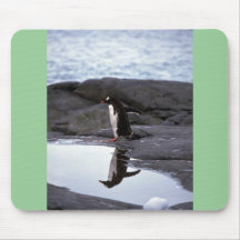 Gentoo Penguin - Reflection Mousepads