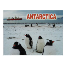 Gentoo Penguins, Antarctic Peninsula Post Card