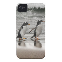 Gentoos on the beach iPhone 4 cover
