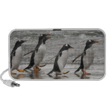 Gentoos on the beach travelling speakers