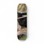 geoffroy-cat-014