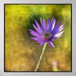 Georgia Aster in Golden Light Poster Print