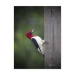 Georgia Woodpecker Post Cards