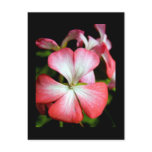 Geranium 'Alberta' postcards