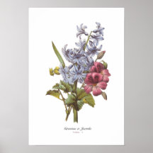 Geranium and Hyacinth Posters