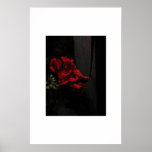 Geranium at Night Print