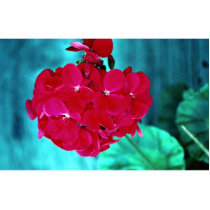 Geranium bloom head, Whitby, Ontario, Canada Acrylic Cut Out