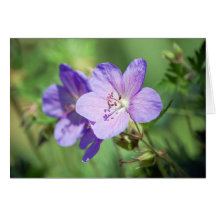 Geranium Card