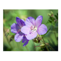 Geranium Postcards