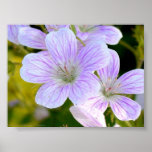 Geranium posters